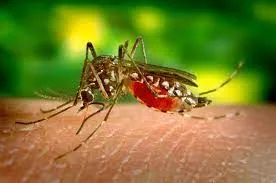 Capa: Baixar Curso: Doenças Transmitidas por Mosquitos | Link Direto!