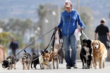 Curso Dog Walker Walker Dog: Treinamento e Segurança em Passeios com Cães